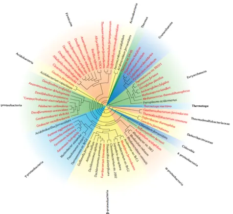 Figure 1.2 – Phylogeny affiliation of microorganisms contributing to iron redox  cycling  (Weber  et  al.  2006)  based  on  nearly  complete  16S  ribosomal  DNA  sequences. 