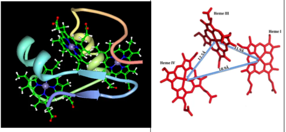 Figure  1.3  –  Structure  and  distance  metrics  of  fully  reduced  D.  acetoxidans  cytochrome c 7  (Assfalg et al. 2002). 