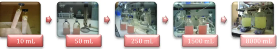 Figure  3.1  shows  the  scale‐up  procedure  (represented  in  duplicate)  from  the  10  ml  initial  stock  culture  until  the  final  8000 ml of growth. After 24 hours of growth, a vivid red colour  was observed.  