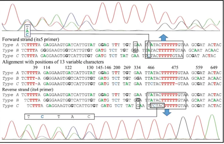 Fig 1. Double or triple peaks observed in the chromatogram of the ITS region of the parental isolate CA487.