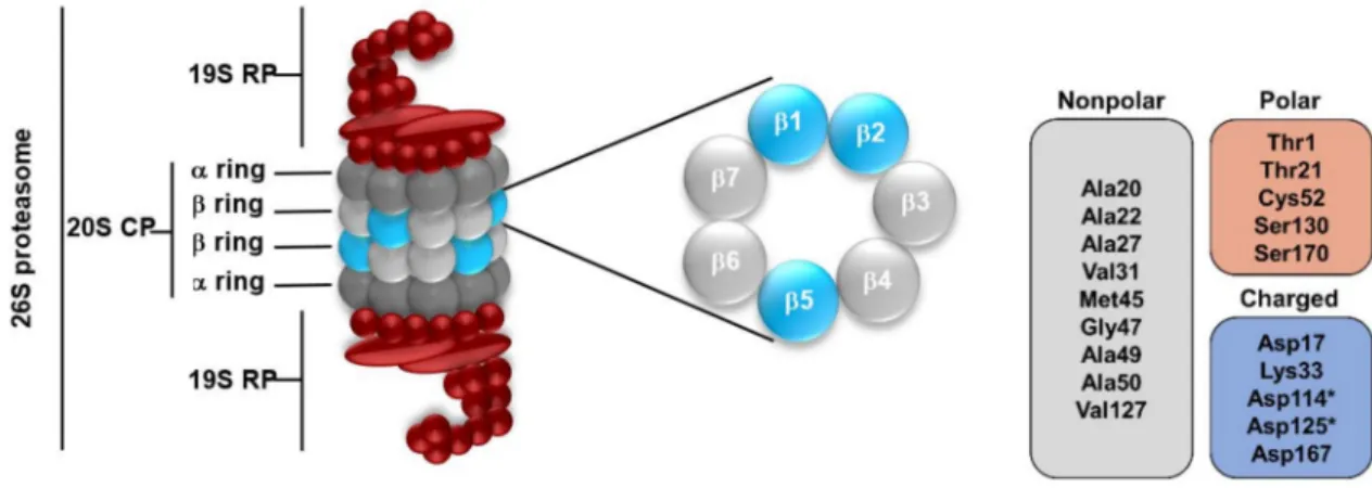 Figure 2. (Left) The eukaryotic 26S proteasome and the three catalytic subunits of the β ring: β1, β2 and β5
