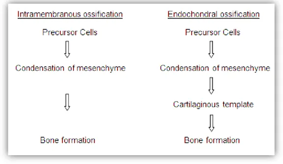 Figure 1 - Bone developmental processes (Adapted from [3]). 