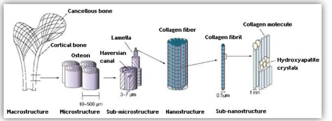 Figure 3 – Illustration of the macro to nano structures of the bone (Adapted from [13])