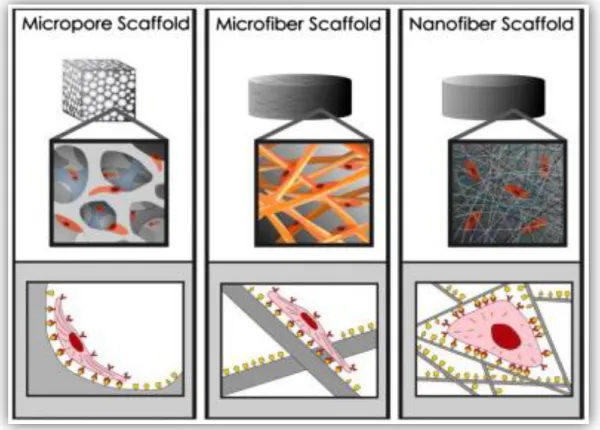 Figure 5 - Influence of architecture scale on cell binding and spreading (Adapted from [67])