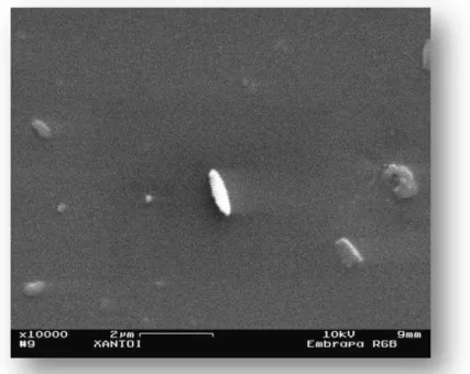 Figura  3.    X.  campestris  pv.  campestris  em  imagem  obtida  por meio  de  microscopia  eletrônica de varredura
