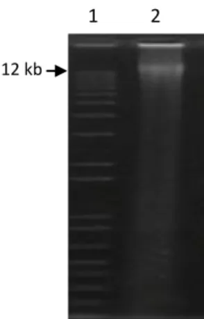 Figura 7  –  Gel de agarose  low-melting 1% (tampão TAE) com amostra do DNA total extraído e utilizado para  construir a biblioteca  –  1