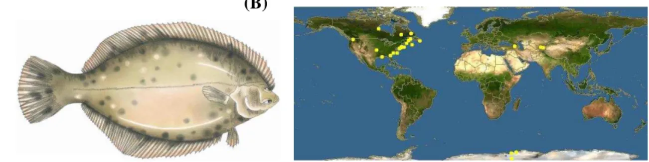Figura 10. Figura ilustrativa do (A) Pleuronectes americanis, espécie de peixe ósseo com os dois olhos situados do  mesmo  lado