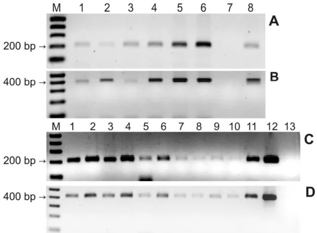 Figura 5. PCR das plantas transgênicas de café T0 (A e B) e T1 (C e D). A, PCR para o inibidor - -AI1;  B PCR para o gene nptII