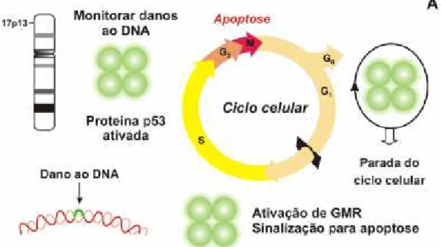FIGURA 3 – AÇÃO DA PROTEÍNA p53 NO CICLO CELULAR 