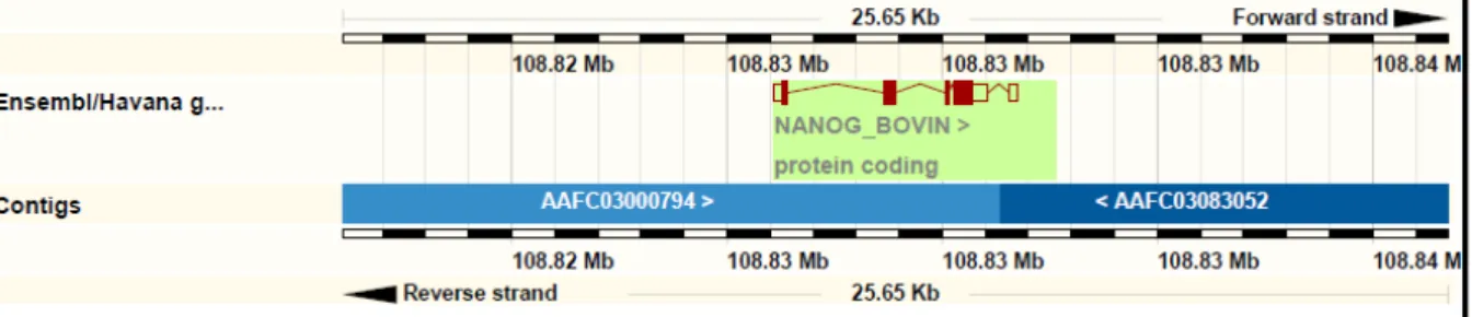 Figura 03: Localização do gene NANOG_BOVIN no cromossomo 05.  