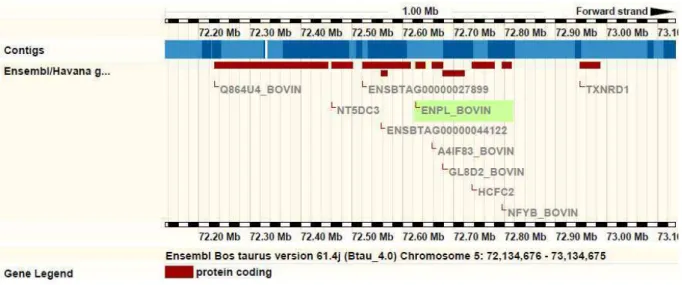 Figura 05: Localização do gene TRA1 (ENPL_BOVIN) no cromossomo 5.  