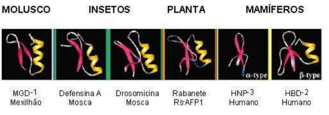Figura 1: Estrutura tridimensional de defensinas de planta, invertebrados (insetos e moluscos) e de  vertebrados  (mamíferos)
