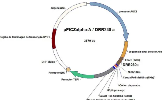 Figura 2: Mapa da construção do vetor pPICZ A/Drr230a para expressão heteróloga em P. pastoris