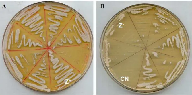 Figura  5:  Seleção  dos  clones  zeocina  resistentes  para  expressão  em  P.  pastoris