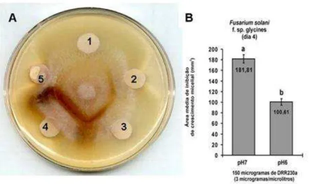 Figura  10:  Atividade  antifúngica  da  defensina  rDrr230a  purificada  contra  Fusarium  solani  f
