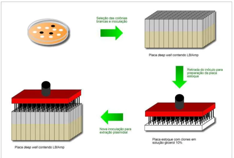 Figura 6: Esquema de seleção dos clones da biblioteca 16S rDNA para armazenamento e extração plasmidial