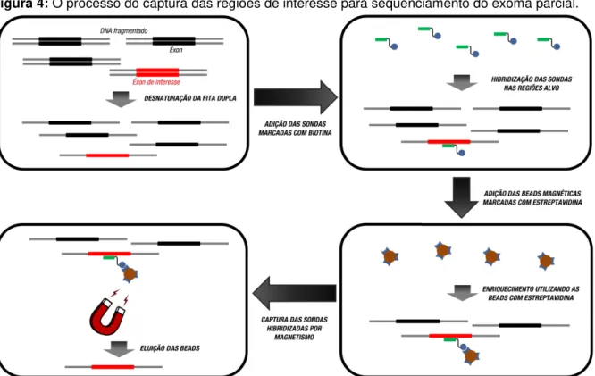 Figura 4: O processo do captura das regiões de interesse para sequenciamento do exoma parcial