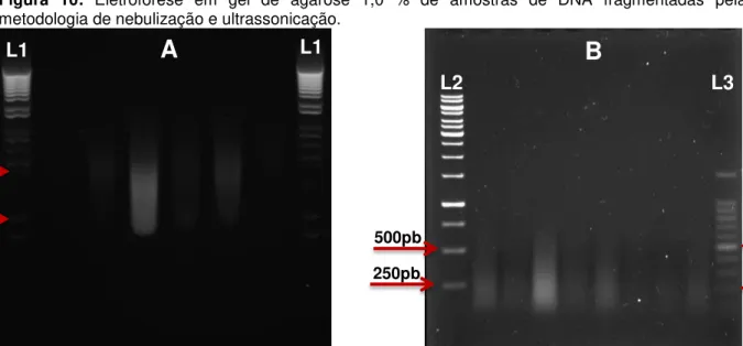 Figura  10:  Eletroforese  em  gel  de  agarose  1,0  %  de  amostras  de  DNA  fragmentadas  pela  metodologia de nebulização e ultrassonicação.