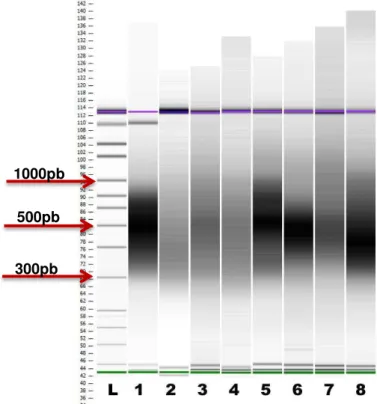 Figura 11: Variação do tamanho dos fragmentos observado no gel do Bioanalyser.  