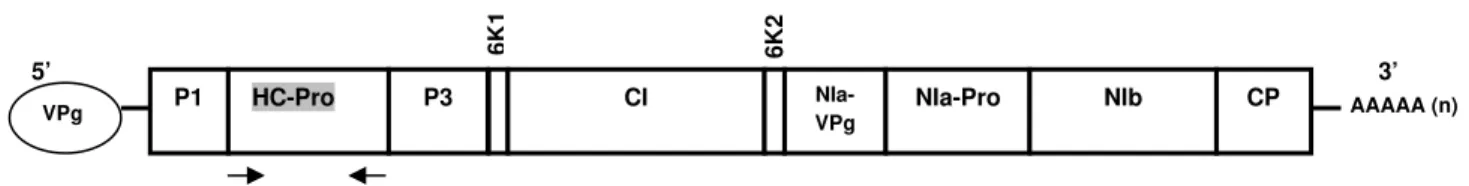 Figura 1: Mapa genômico de Brugmansia suaveolens mottle virus (BsMoV). O gene supressor  de  PTGS  é  HC-Pro