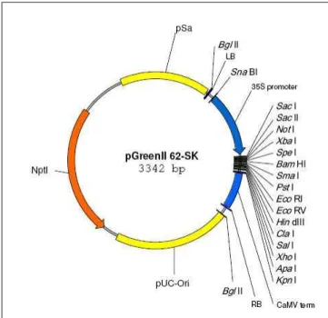 Figura  4:  Mapa  genético  de  pGreenII  62-SK.  NptI  =  gene  de  resistência  a  canamicina,  pSa  =  origem  de  replicação  de Agrobacterium,  pUC-Ori  =  origem  de  replicação  de  Escherichia  coli