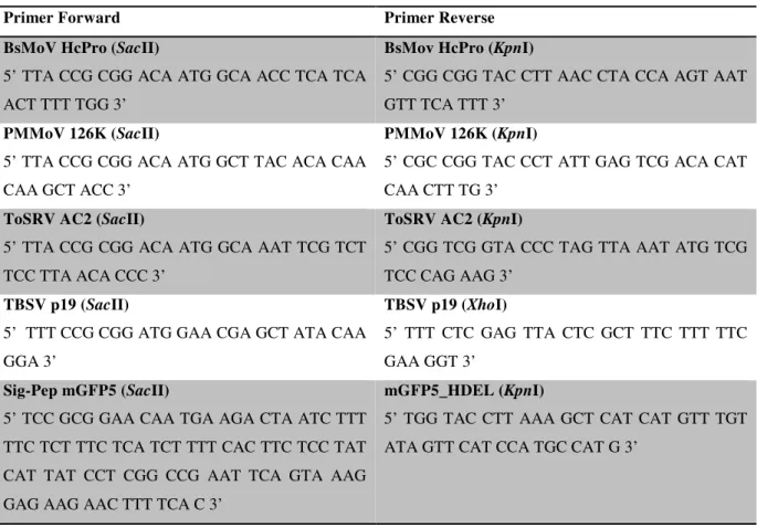 Tabela 1: Primers utilizados na amplificação dos genes. 