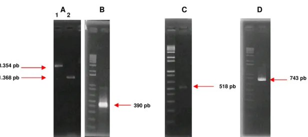 Figura 6: Eletroforese de fragmentos de DNA gerado por PCR. (A.1): 126K PMMoV; (A.2): HC- HC-Pro  BsMoV;  (B):  AC2  ToSRV;  (C):  p19  TBSV  e  (D):  mgfp5