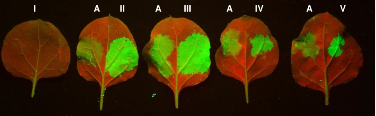 Figura 7: Sinais de GFP gerado por irradiação de UV onda longa nas folhas de N. benthamiana  agroinfiltradas,  5  dpi