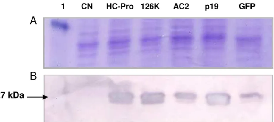 Figura 9: Detecção de GFP em extratos protéicos de folhas agroinfiltradas 6dpi. A. SDS-PAGE  corado com azul de Comassie: 1) Marcador; 2) folha sem infiltração; 3) GFP + HC-Pro BsMoV; 