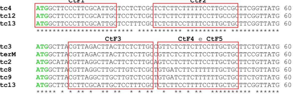 Figura  15  -  Alinhamento  das  sequências  de  nucleotídeos  do  início  dos  genes  de  precursores  de  ciclotídeos da espécie Clitoria ternatea, utilizadas para o desenho dos primers CtF1-5