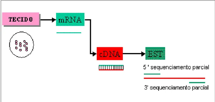 Figura 1: Esquema da construção de ESTs  (Adaptação do site:     