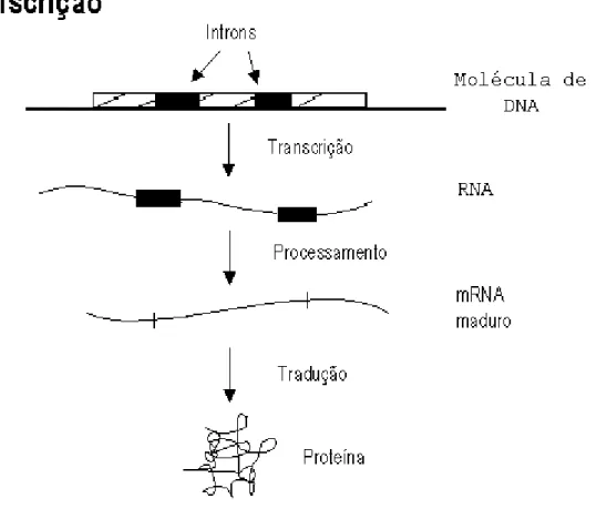 Figura 2: Processo de transcrição monstrando a posição dos introns em uma molécula  de DNA (Adaptada de Brown, 2003)