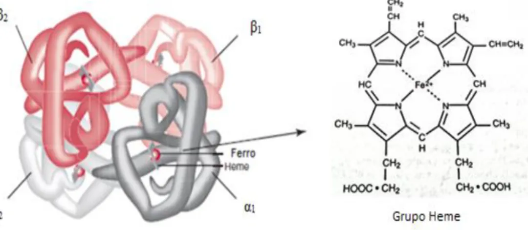 Figura 1 - Representação da estrutura da molécula de hemoglobina A. 