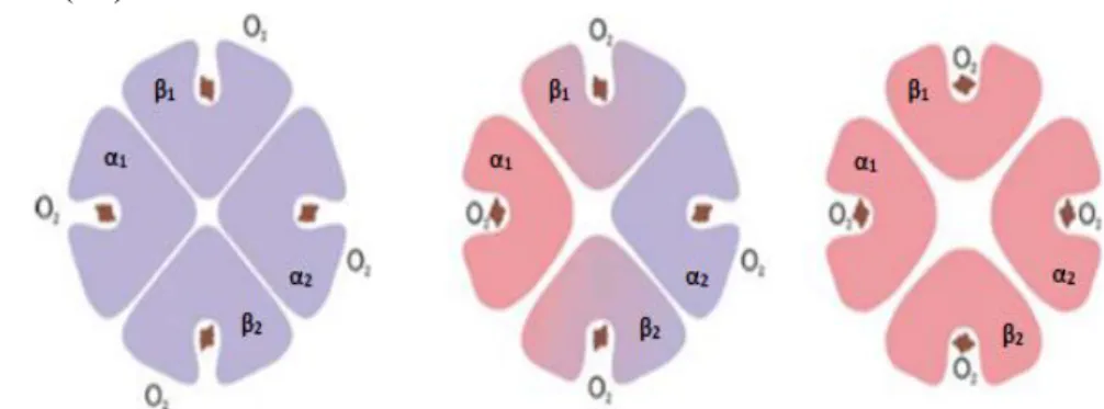 Figura 2 - Processo cooperativo de oxigenação dos grupos heme. Adaptado de (13). 
