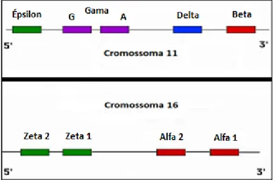 Figura 3 - Representação esquemática dos loci dos genes que codificam as cadeias de  globina da hemoglobina