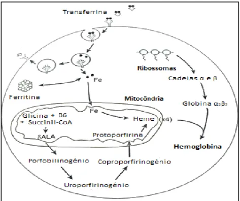 Figura 4 - Biossíntese de hemoglobina. Adaptado de (19). 