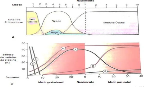 Figura 5 - Percentagem de síntese de cadeias de globina e respetivo local de  eritropoiese durante as etapas da ontogenia do ser humano