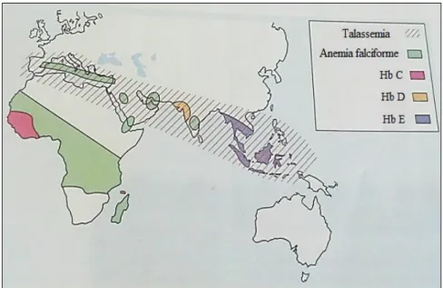 Figura 6 - Distribuição geográfica da talassemia, da anemia falciforme e de algumas  das variantes estruturais hereditárias da Hb