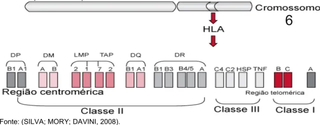 Figura 1. Estrutura gênica do HLA. Classe I (HLA-A, B e C), classe II (HLA-DR, DQ e DP) e classe III  (proteínas do complemento, HSP e TNF)