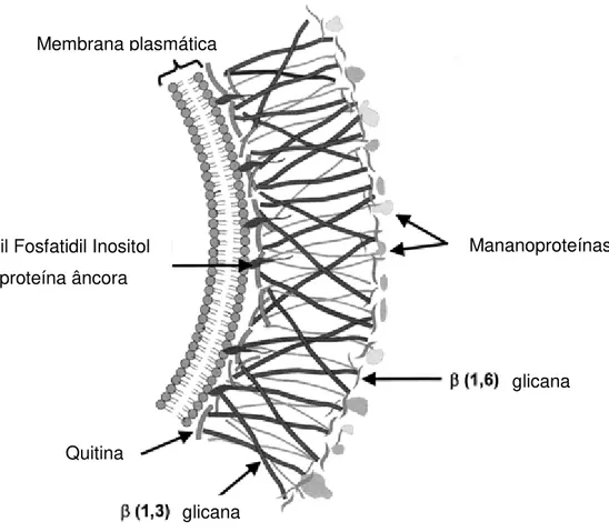Figura 1. Composição da parede celular fúngica (Herrera, R.;1992).  