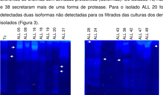 Figura 3. Detecção de atividade proteolítica em gel de poliacrilamida a 10%(m/v) contendo gelatina a  0,5% (m/v) em condição não desnaturante, para os filtrados das culturas dos isolados T