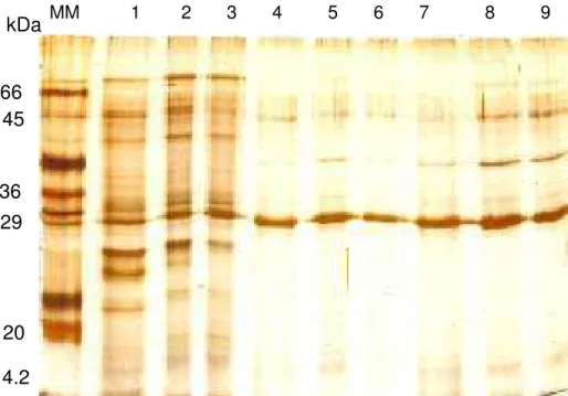 Figura  8.  Análise  eletroforética  em  gel  de  poliacrilamida  (SDS-PAGE)  das  frações  cromatográficas  provenientes da fenil-sepharose