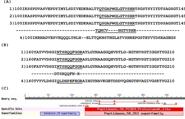 Figura 10. Alinhamento múltiplo (A) e (B) das seqüências de serina proteases com maior similaridade  com  os  peptídeos  da  proteína  TALP  obtidos  por  seqüenciamento  “de  novo”,  na  região  de  aminoácidos  conservados  em  domínios  típicos  de  ser