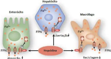 Figura  I.1.  Diminuição  expressão  de  ferroportina  pela  hepcidina.  A  ferroportina  (FPN)  é  expressa à superfície dos enterócitos, hepatócitos e macrófagos tecidulares