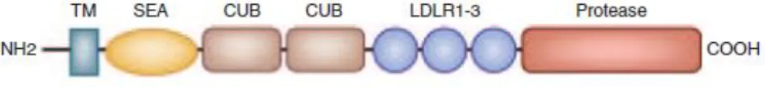 Figura  I.2.   Representação  esquemática  dos  domínios  proteicos  da  matriptase-2