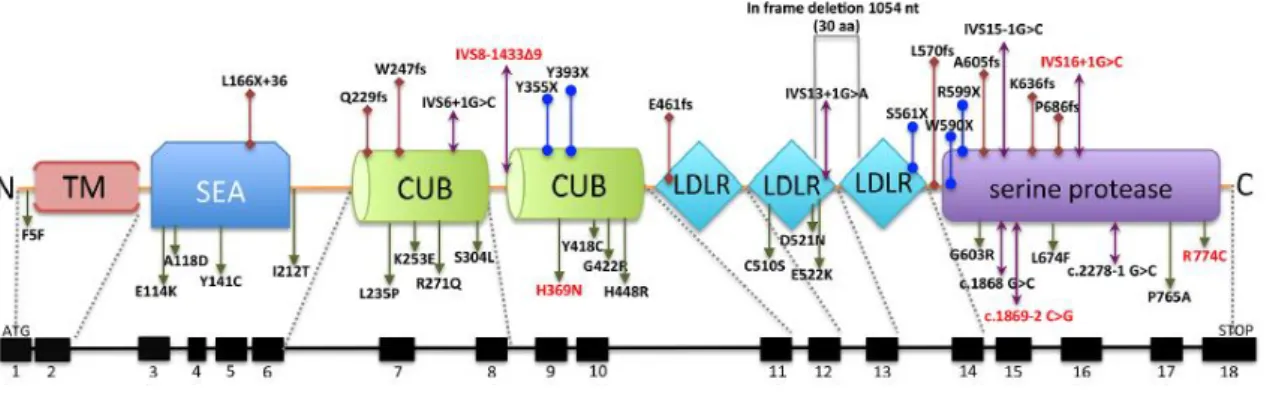 Figura  I.4 . Representação esquemática do gene TMPRSS6 e respetivas mutações, encontradas nos  casos  de  IRIDA