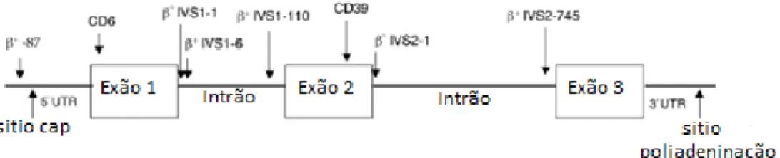 Figura  I.7:  Representação  esquemática  do  gene  da  beta-globina.  As  setas  representam  as  posições das mutações β-talassémicas na área mediterrânica (adaptado de Rosatelli et al., 1992)