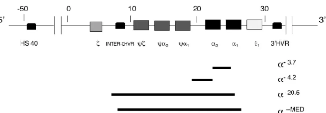 Figura I.8. Representação esquemática do agrupamento génico da α-globina mostrando as deleções  α-talassémicas mais comuns na região mediterrânica (adaptado de Harteveld &amp;Higgs, 2010).