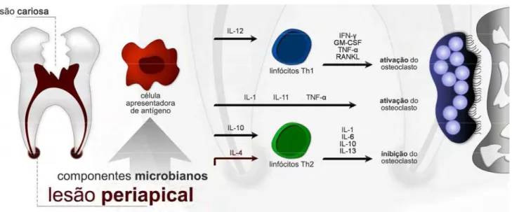 Figura  4.  Osteoclastogênese  mediada  por  estímulo  microbiano.  O  processo  de  reabsorção  óssea é ativado e/ou inibido por citocinas produzidas mediante a presença de infecção