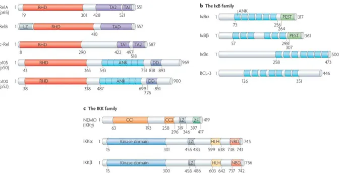 Figura  2  – Membros  das  famílias  NF-  B,  I  B  e  IKK.  a)  Em  células  de  mamíferos,  a   família  do  NF-  B  é  composta  de  5  membros:  RelA  (p65),  RelB,  c-Rel,  p50/p105    B1)  e  p52/p100  (NF-  B2)